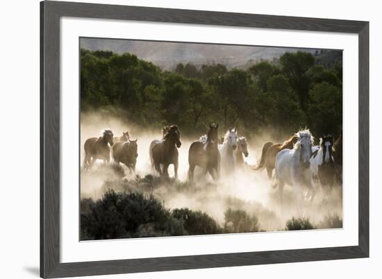 Horses running, kicking up dust at sunrise-Sheila Haddad-Framed Premium Photographic Print