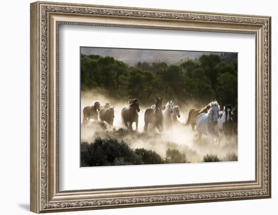 Horses running, kicking up dust at sunrise-Sheila Haddad-Framed Photographic Print
