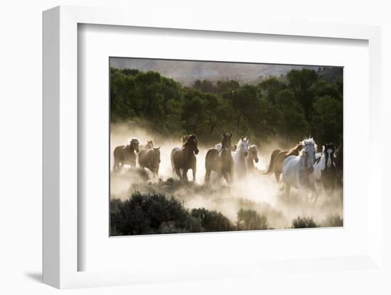 Horses running, kicking up dust at sunrise-Sheila Haddad-Framed Photographic Print