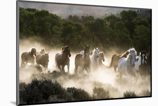 Horses running, kicking up dust at sunrise-Sheila Haddad-Mounted Photographic Print