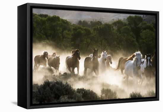 Horses running, kicking up dust at sunrise-Sheila Haddad-Framed Premier Image Canvas