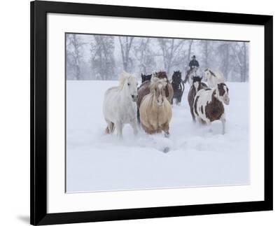 Horses Running Through Snow Hideout Ranch Shell Wyoming Photographic Print Darrell Gulin Art Com