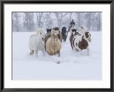 Horses Running Through Snow Hideout Ranch Shell Wyoming Photographic Print Darrell Gulin Art Com