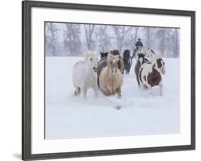 Horses Running Through Snow Hideout Ranch Shell Wyoming Photographic Print Darrell Gulin Art Com