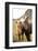 Horses, South Iceland, Polar Regions-Ben Pipe-Framed Photographic Print