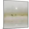 Horses Through the Mists-Adrian Campfield-Mounted Photographic Print
