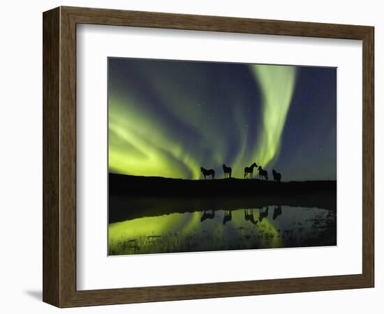 Horses under the Aurora Borealis-null-Framed Premium Photographic Print