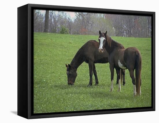 Horses-J.D. Mcfarlan-Framed Premier Image Canvas