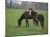 Horses-J.D. Mcfarlan-Mounted Photographic Print