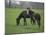 Horses-J.D. Mcfarlan-Mounted Photographic Print