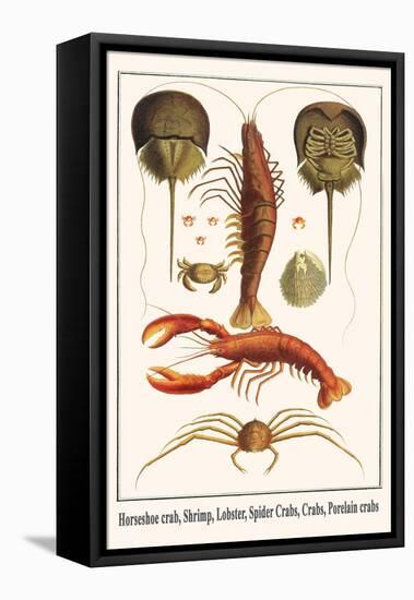 Horseshoe Crab, Shrimp, Lobster, Spider Crabs, Crabs, Porelain Crabs-Albertus Seba-Framed Stretched Canvas