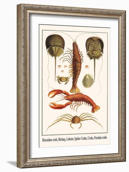 Horseshoe Crab, Shrimp, Lobster, Spider Crabs, Crabs, Porelain Crabs-Albertus Seba-Framed Art Print