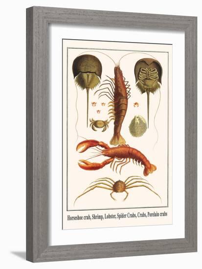 Horseshoe Crab, Shrimp, Lobster, Spider Crabs, Crabs, Porelain Crabs-Albertus Seba-Framed Art Print