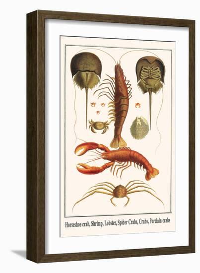 Horseshoe Crab, Shrimp, Lobster, Spider Crabs, Crabs, Porelain Crabs-Albertus Seba-Framed Art Print