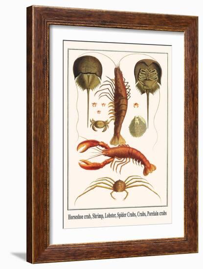 Horseshoe Crab, Shrimp, Lobster, Spider Crabs, Crabs, Porelain Crabs-Albertus Seba-Framed Art Print