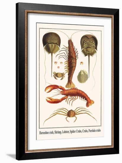 Horseshoe Crab, Shrimp, Lobster, Spider Crabs, Crabs, Porelain Crabs-Albertus Seba-Framed Art Print