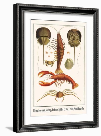 Horseshoe Crab, Shrimp, Lobster, Spider Crabs, Crabs, Porelain Crabs-Albertus Seba-Framed Art Print