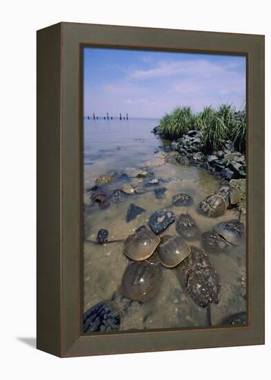 Horseshoe Crab-null-Framed Premier Image Canvas