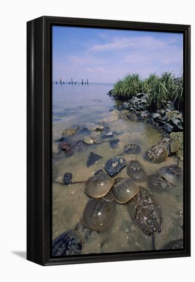 Horseshoe Crab-null-Framed Premier Image Canvas