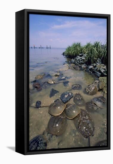 Horseshoe Crab-null-Framed Premier Image Canvas