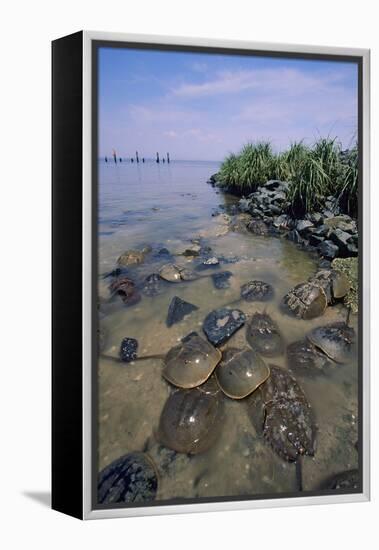 Horseshoe Crab-null-Framed Premier Image Canvas