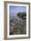 Horseshoe Crab-null-Framed Photographic Print