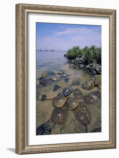 Horseshoe Crab-null-Framed Photographic Print