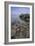 Horseshoe Crab-null-Framed Photographic Print