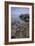 Horseshoe Crab-null-Framed Photographic Print