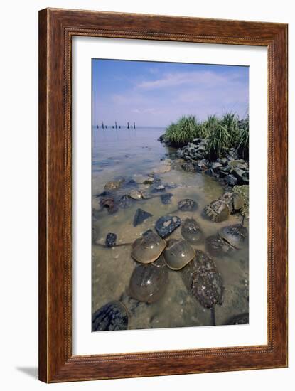 Horseshoe Crab-null-Framed Photographic Print