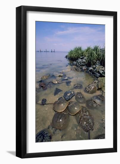 Horseshoe Crab-null-Framed Photographic Print