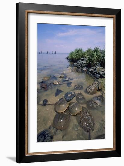 Horseshoe Crab-null-Framed Photographic Print