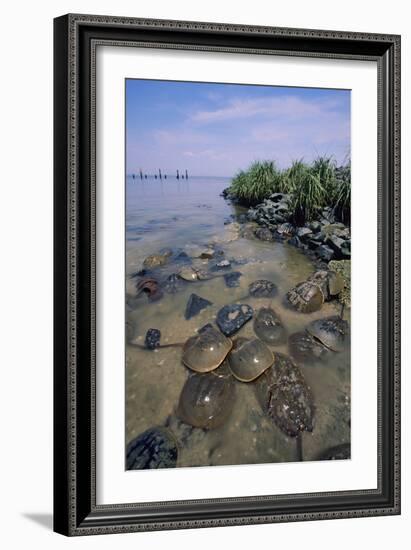 Horseshoe Crab-null-Framed Photographic Print