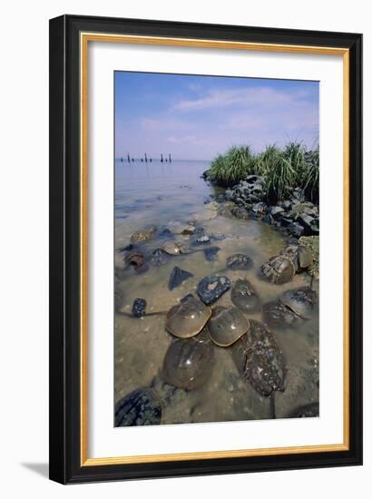 Horseshoe Crab-null-Framed Photographic Print