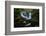 horseshoe-falls-1-Lincoln Harrison-Framed Photo