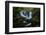 horseshoe-falls-1-Lincoln Harrison-Framed Photo