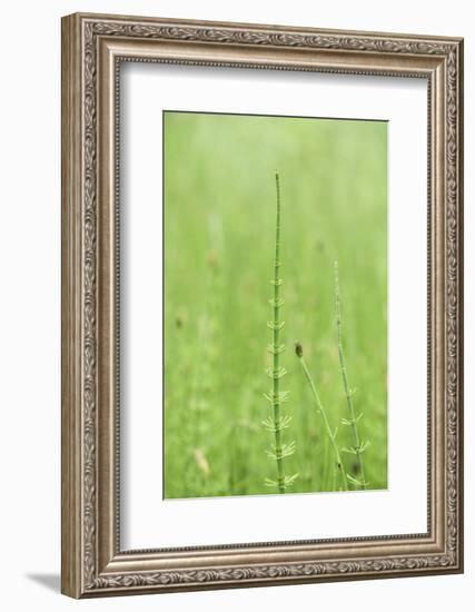 horsetail, Equisetum arvense, grow, spring-David & Micha Sheldon-Framed Photographic Print