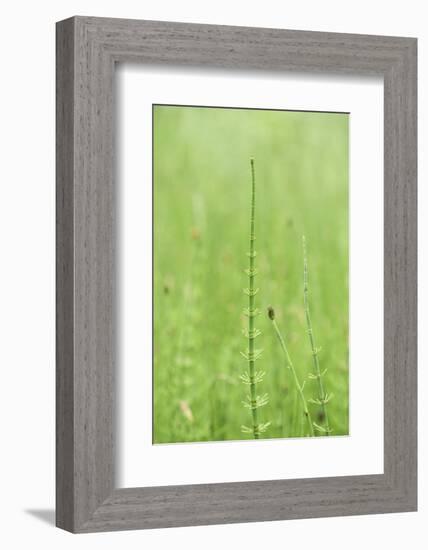 horsetail, Equisetum arvense, grow, spring-David & Micha Sheldon-Framed Photographic Print