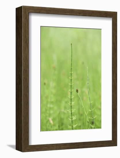 horsetail, Equisetum arvense, grow, spring-David & Micha Sheldon-Framed Photographic Print