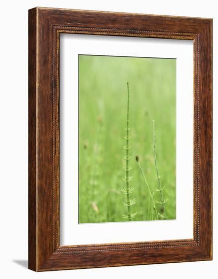 horsetail, Equisetum arvense, grow, spring-David & Micha Sheldon-Framed Photographic Print