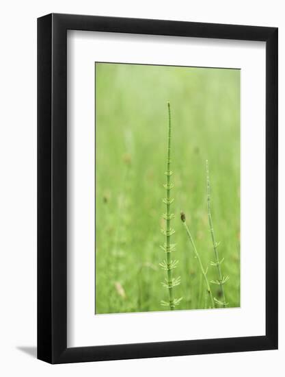 horsetail, Equisetum arvense, grow, spring-David & Micha Sheldon-Framed Photographic Print