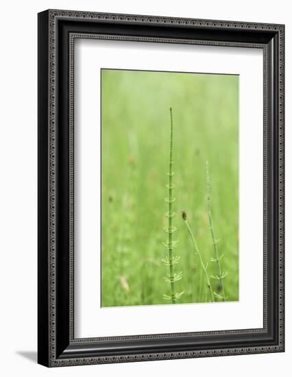 horsetail, Equisetum arvense, grow, spring-David & Micha Sheldon-Framed Photographic Print