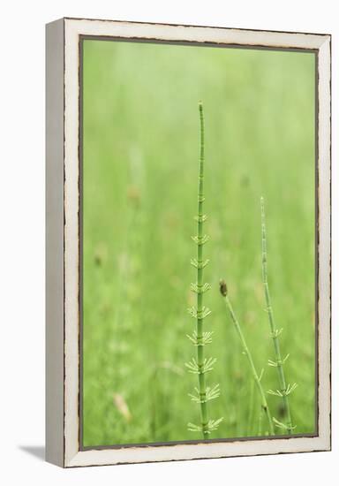 horsetail, Equisetum arvense, grow, spring-David & Micha Sheldon-Framed Premier Image Canvas