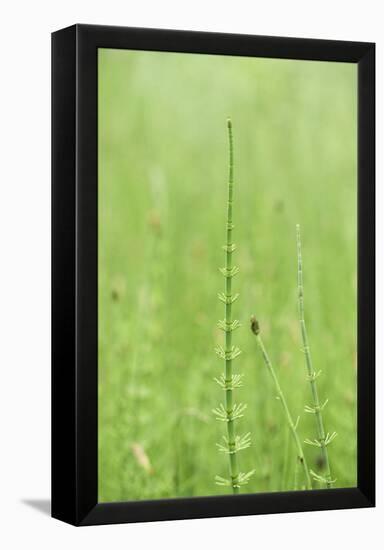 horsetail, Equisetum arvense, grow, spring-David & Micha Sheldon-Framed Premier Image Canvas