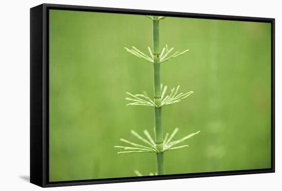 horsetail, Equisetum arvense, grow, spring-David & Micha Sheldon-Framed Stretched Canvas