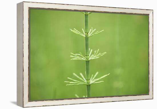 horsetail, Equisetum arvense, grow, spring-David & Micha Sheldon-Framed Premier Image Canvas