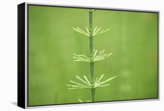 horsetail, Equisetum arvense, grow, spring-David & Micha Sheldon-Framed Premier Image Canvas