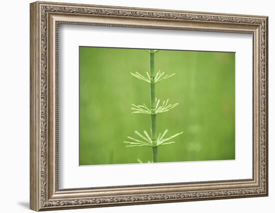 horsetail, Equisetum arvense, grow, spring-David & Micha Sheldon-Framed Photographic Print