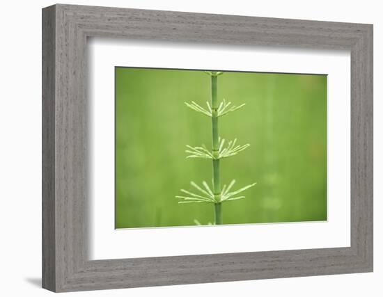 horsetail, Equisetum arvense, grow, spring-David & Micha Sheldon-Framed Photographic Print