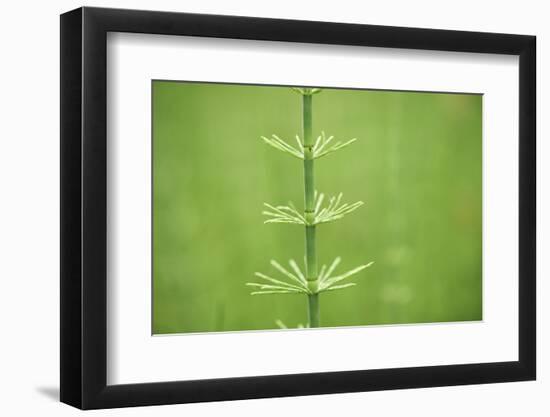 horsetail, Equisetum arvense, grow, spring-David & Micha Sheldon-Framed Photographic Print